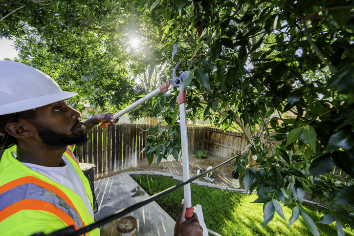 African American man trimming trees at residence